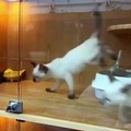 I tried posting gore but failed so here are cat videos.