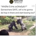 Gorilla boxing