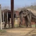 Ex-circus elephant Nosey (on the left) making her first friend at an elephant sanctuary, she had not met another elephant in 29 years