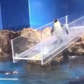 Penguins are built different