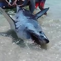 A small group of men helped a beached mako shark return to the water.
