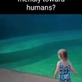 Dolphins get along with humans?