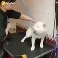 Dog get to learn somthin