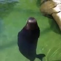 una foca girando (