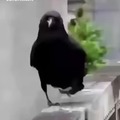 That is one sexy crow