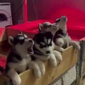 Husky mom and 4 husky puppies