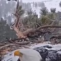 Wholesome eagles
