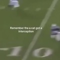 Cat can football