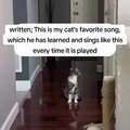 Cat's favorite song