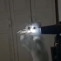 Light is food -Cat