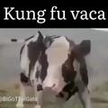 Kung fu vaca 