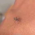 Mosquito broxa kkkkkk