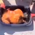 Pollos canibales