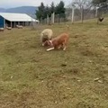 You've seen the hopping dog? See now the hopping sheep