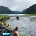 Brown bears don't care