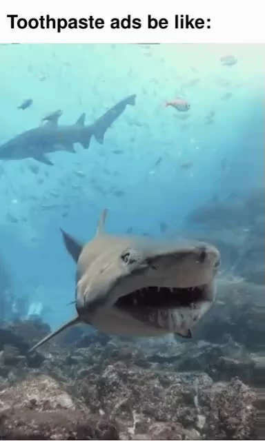 The best Shark :) Memedroid