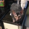 el gato rata que nunca habías visto