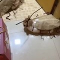 commented item thumbnail