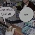 Cuando un gato árabe llega a tu tienda