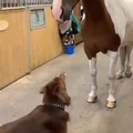 Dog caresses horse, and horse really enjoys