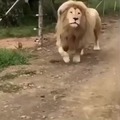 un león salvaje