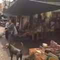 Bald peruvian dog