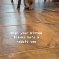 This kitty thinks he is a rabbit