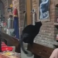 Awesome cat skills
