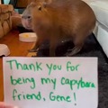 Capybara time