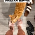 Orange cat videos