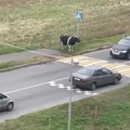 Cow hesitates to cross a road and someone helps her to cross