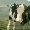 vaca.mp4