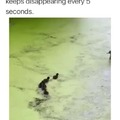 That’s how ducks teach their ducklings to swim