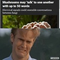Mushrooms conversations