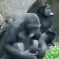 Monos rockeros