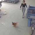 Chicken vs woman