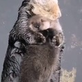 Mom otter takes care of her little one