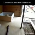 That's a brave cat right there