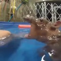 Brutal hippo attack