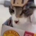 Cat goes for a ride