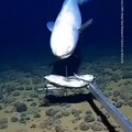 Newly discovered fish at 6 km under the Indian Ocean. Imagine what is even deeper down