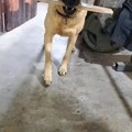 Otro perro equilibrista