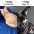 Gato naranja vs Gato negro