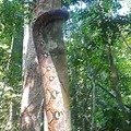 Serpiente subiendo una árbol