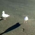 Training my seagull
