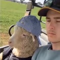 esta oveja siempre será la más guay del grupo