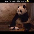 Panda: “Where the hell did you come from?!”