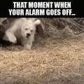 commented item thumbnail