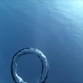 rip jellyfish