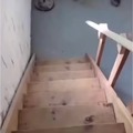 Border collie learning to use the stairs